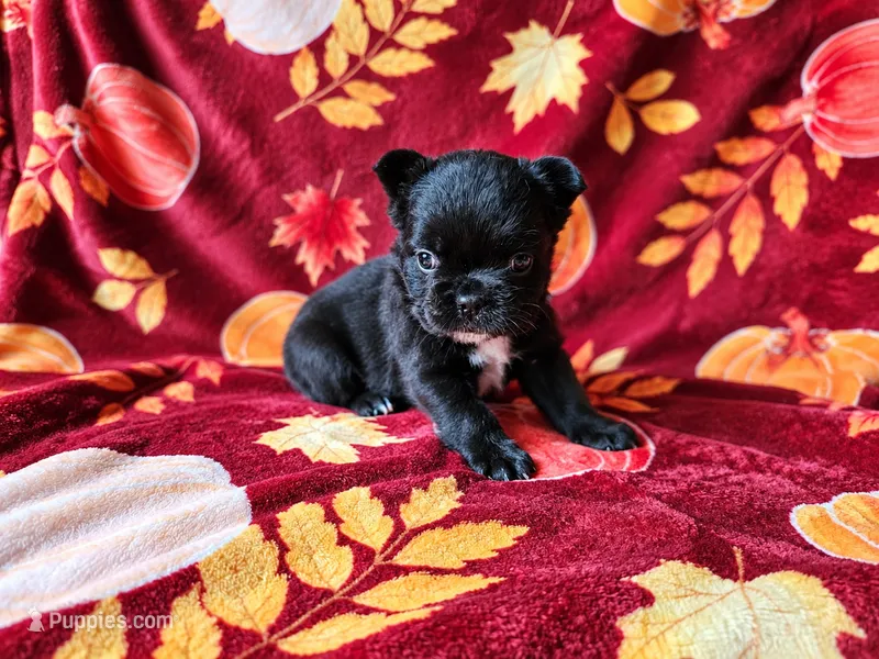 Autumn – French Bulldog puppy for sale in Elkton, KY