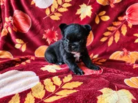 Autumn, a female French Bulldog for sale in Elkton, KY – 3 of 3