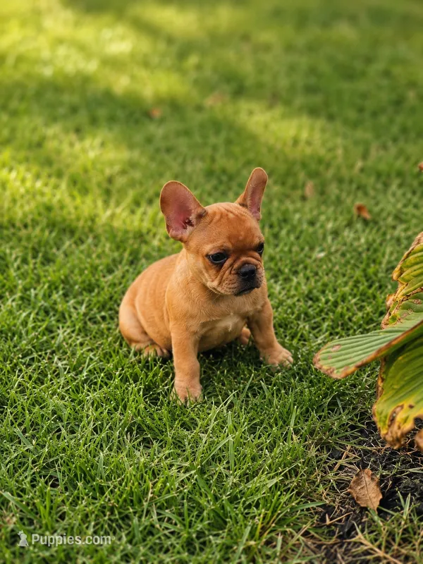 Maple – French Bulldog puppy for sale in Elkton, KY