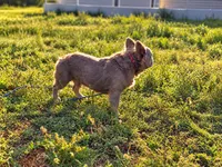 Tyler Full Fluffy, a male French Bulldog for sale in Elkton, KY – 5 of 6