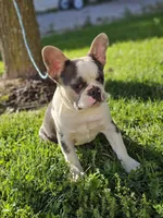 Charmer, a male French Bulldog for sale in Elkton, KY – 2 of 10
