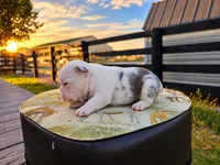 Bentley, a male French Bulldog for sale in Elkton, KY – 2 of 3