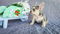 Starlight, a male French Bulldog for sale in Elkton, KY – 3 of 4