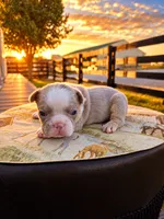 Sterling, a male French Bulldog for sale in Elkton, KY – 2 of 3