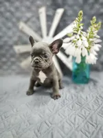 Lola, a female French Bulldog for sale in Elkton, KY – 2 of 2