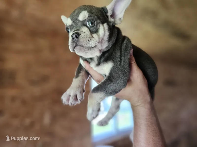 Jackson – French Bulldog puppy for sale in Elkton, KY