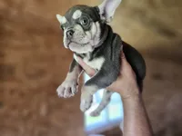 Jackson, a male French Bulldog for sale in Elkton, KY – 1 of 8