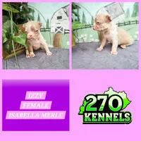 IZZY, a female French Bulldog for sale in Elkton, KY – 3 of 3