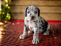 Wyatt, a male Great Dane for sale in Elkton, KY – 3 of 3