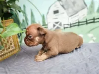 Rawlings, a male French Bulldog for sale in Elkton, KY – 1 of 3