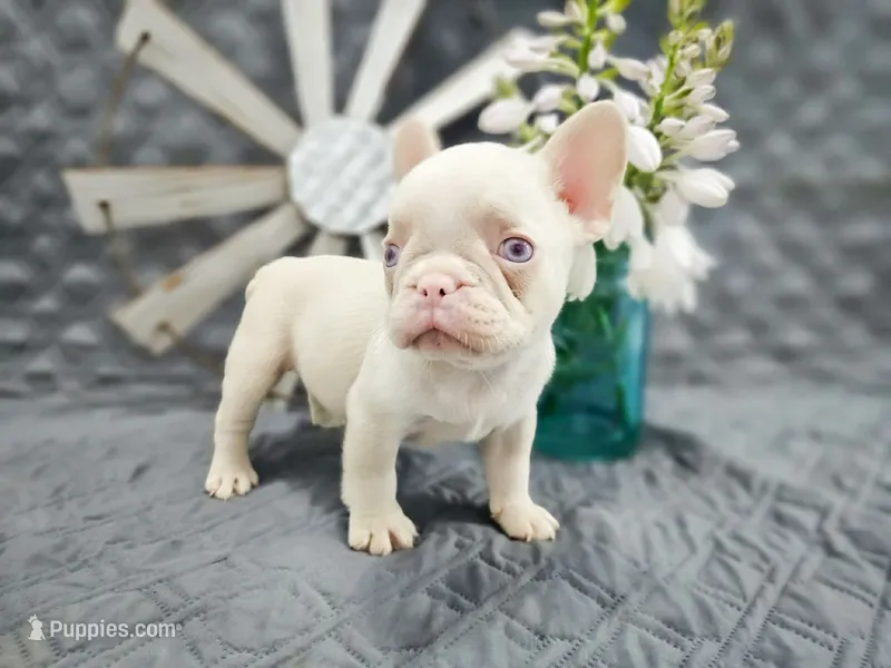 Stallone – French Bulldog puppy for sale in Elkton, KY