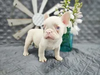 Stallone, a male French Bulldog for sale in Elkton, KY – 1 of 2