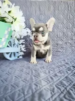 Jackson, a male French Bulldog for sale in Elkton, KY – 3 of 4