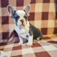 Charmer, a male French Bulldog for sale in Elkton, KY – Photo 6 of 8