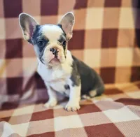Charmer, a male French Bulldog for sale in Elkton, KY – Photo 3 of 5
