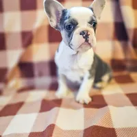 Charmer, a male French Bulldog for sale in Elkton, KY – Photo 7 of 8