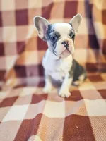 Charmer, a male French Bulldog for sale in Elkton, KY – Photo 4 of 5