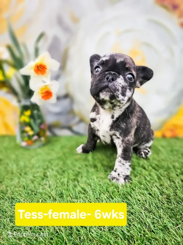 Tess – French Bulldog puppy for sale in Elkton, KY