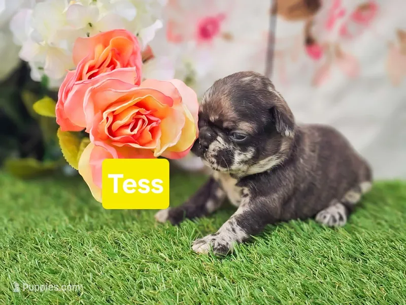 Tess