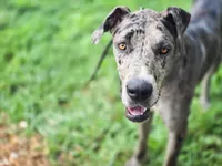 K2, a female Great Dane for sale in Elkton, KY – Photo 2 of 4