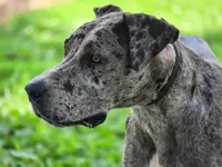 K2, a female Great Dane for sale in Elkton, KY – Photo 3 of 4