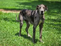 K2, a female Great Dane for sale in Elkton, KY – Photo 1 of 4