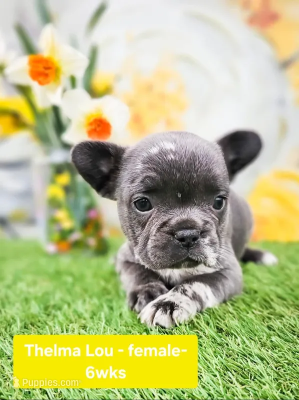 Thelma Lou – French Bulldog puppy for sale in Elkton, KY