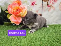 Thelma Lou, a female French Bulldog for sale in Elkton, KY – Photo 2 of 2