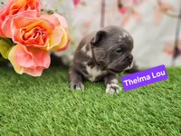Thelma Lou, a female French Bulldog for sale in Elkton, KY – Photo 1 of 2