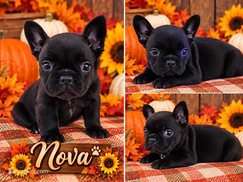 Nova – French Bulldog puppy for sale in Elkton, KY