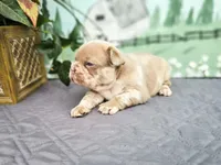 Missy, a female French Bulldog for sale in Elkton, KY – 2 of 3