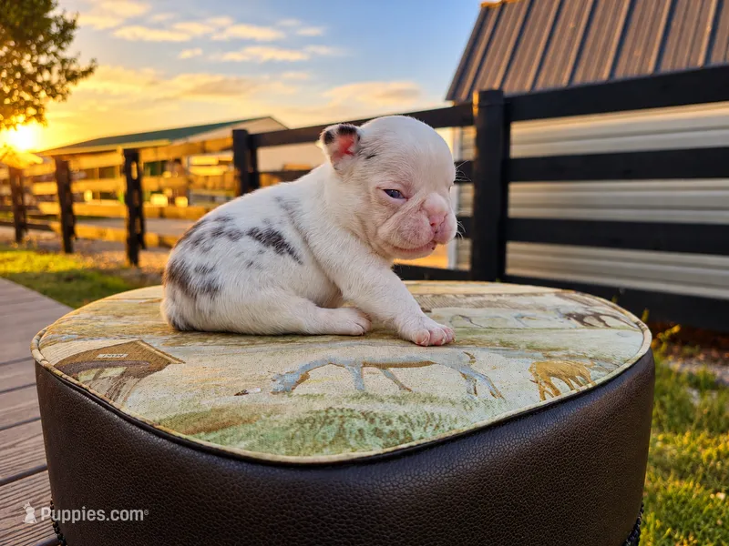 Bentley – French Bulldog puppy for sale in Elkton, KY