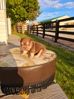 Duke, a female French Bulldog for sale in Elkton, KY – 3 of 3