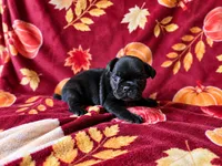 Nova, a female French Bulldog for sale in Elkton, KY – 2 of 3