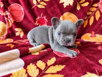 Titan, a male French Bulldog for sale in Elkton, KY – 2 of 3
