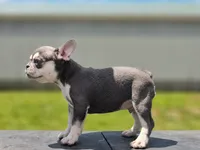 Starlight, a male French Bulldog for sale in Elkton, KY – 2 of 7