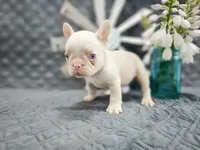 Stallone, a male French Bulldog for sale in Elkton, KY – 2 of 2
