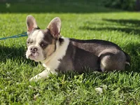 Charmer, a male French Bulldog for sale in Elkton, KY – 1 of 10