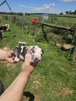 Hannah, a female Great Dane for sale in Elkton, KY – 3 of 3