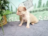 IZZY, a female French Bulldog for sale in Elkton, KY – 1 of 3