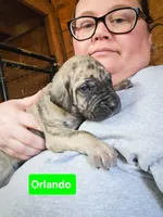 Orlando, a female Great Dane for sale in Elkton, KY – Photo 3 of 3