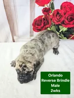 Orlando, a female Great Dane for sale in Elkton, KY – Photo 2 of 3