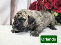 Orlando, a female Great Dane for sale in Elkton, KY – Photo 1 of 3