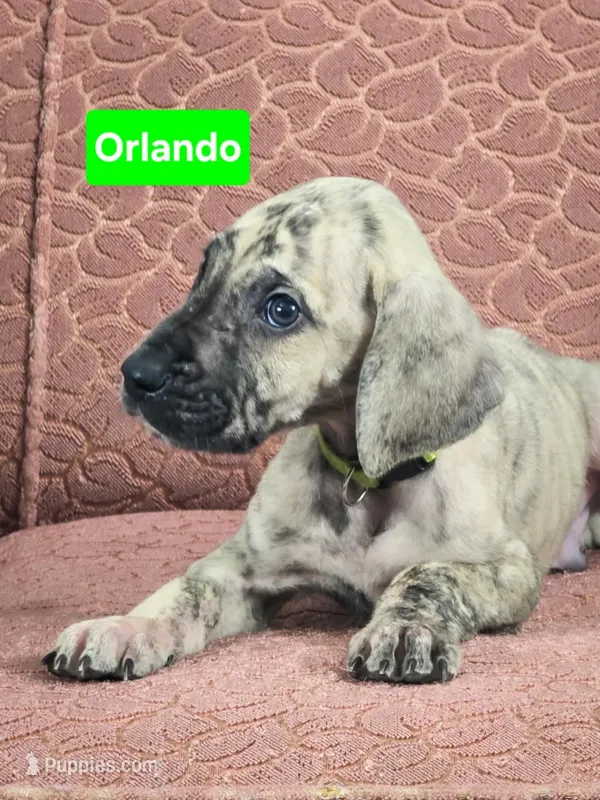 Orlando – Great Dane puppy for sale in Elkton, KY
