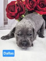 Dallas, a male Great Dane for sale in Elkton, KY – Photo 1 of 3