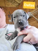 Dallas, a male Great Dane for sale in Elkton, KY – Photo 2 of 3