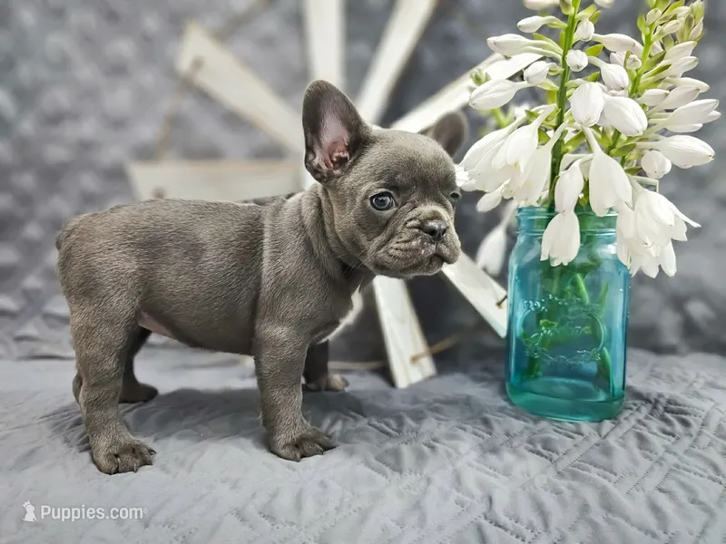 Lola – French Bulldog puppy for sale in Elkton, KY