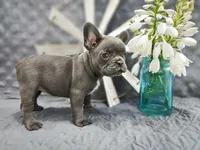 Lola, a female French Bulldog for sale in Elkton, KY – 1 of 2