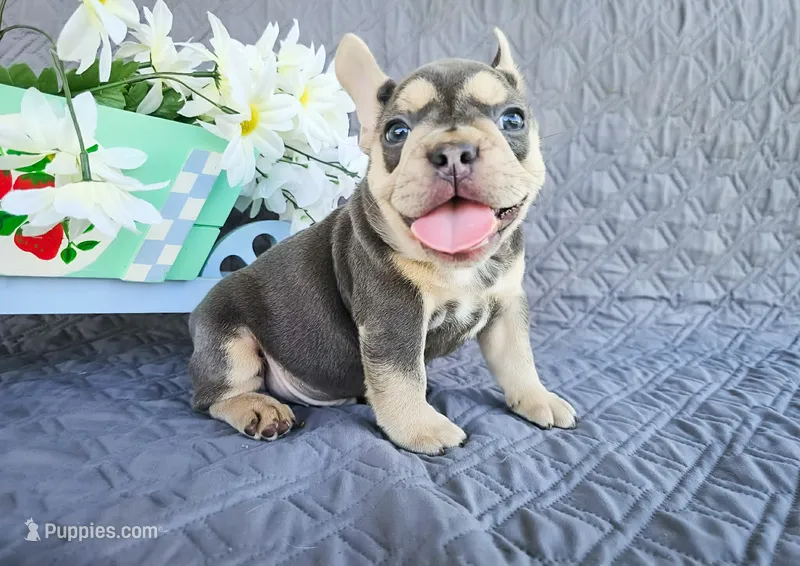 Moonlight  – French Bulldog puppy for sale in Elkton, KY