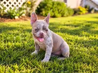 Ms. Elizabeth, a female French Bulldog for sale in Elkton, KY – 1 of 1